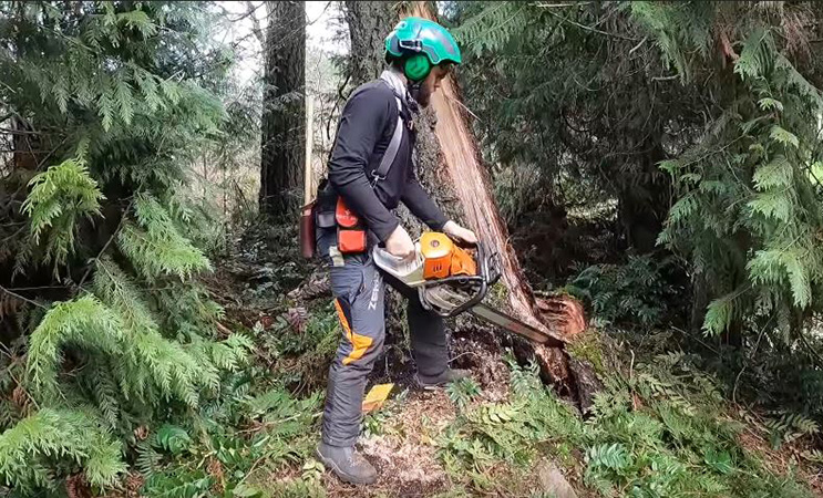 Genesis Tree Service - tree cutting